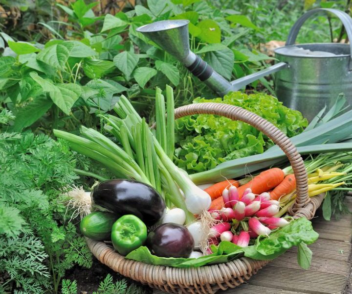 Great Benefits of Organic Food